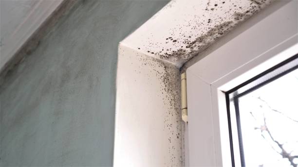 Best Biohazard Mold Removal  in Abaster, AL