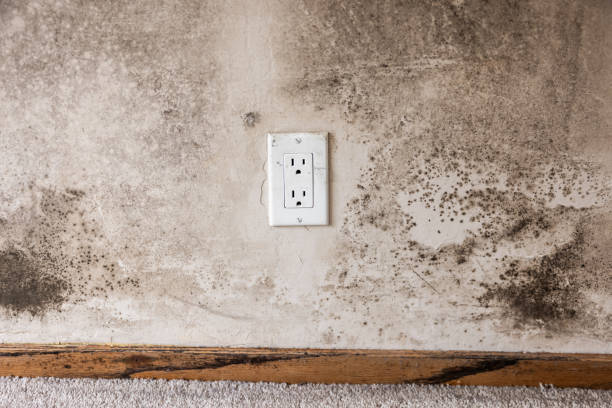 Best Asbestos and Lead Testing During Mold Inspection  in Abaster, AL