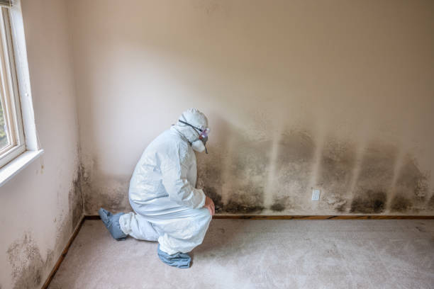 Mold Removal for HVAC Installations in Alabaster, AL