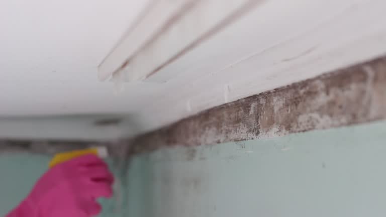 Alabaster, AL Mold Removal Company